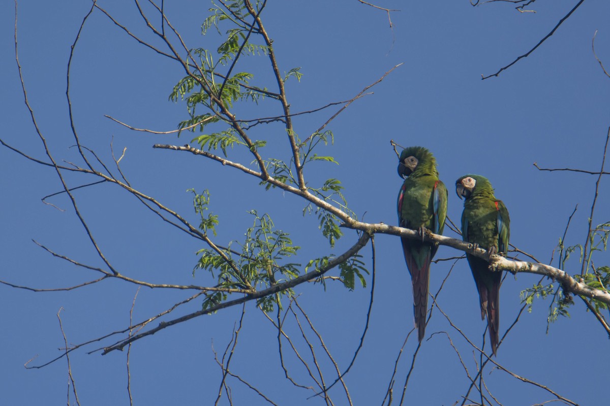 Chestnut-fronted Macaw - ML645774797