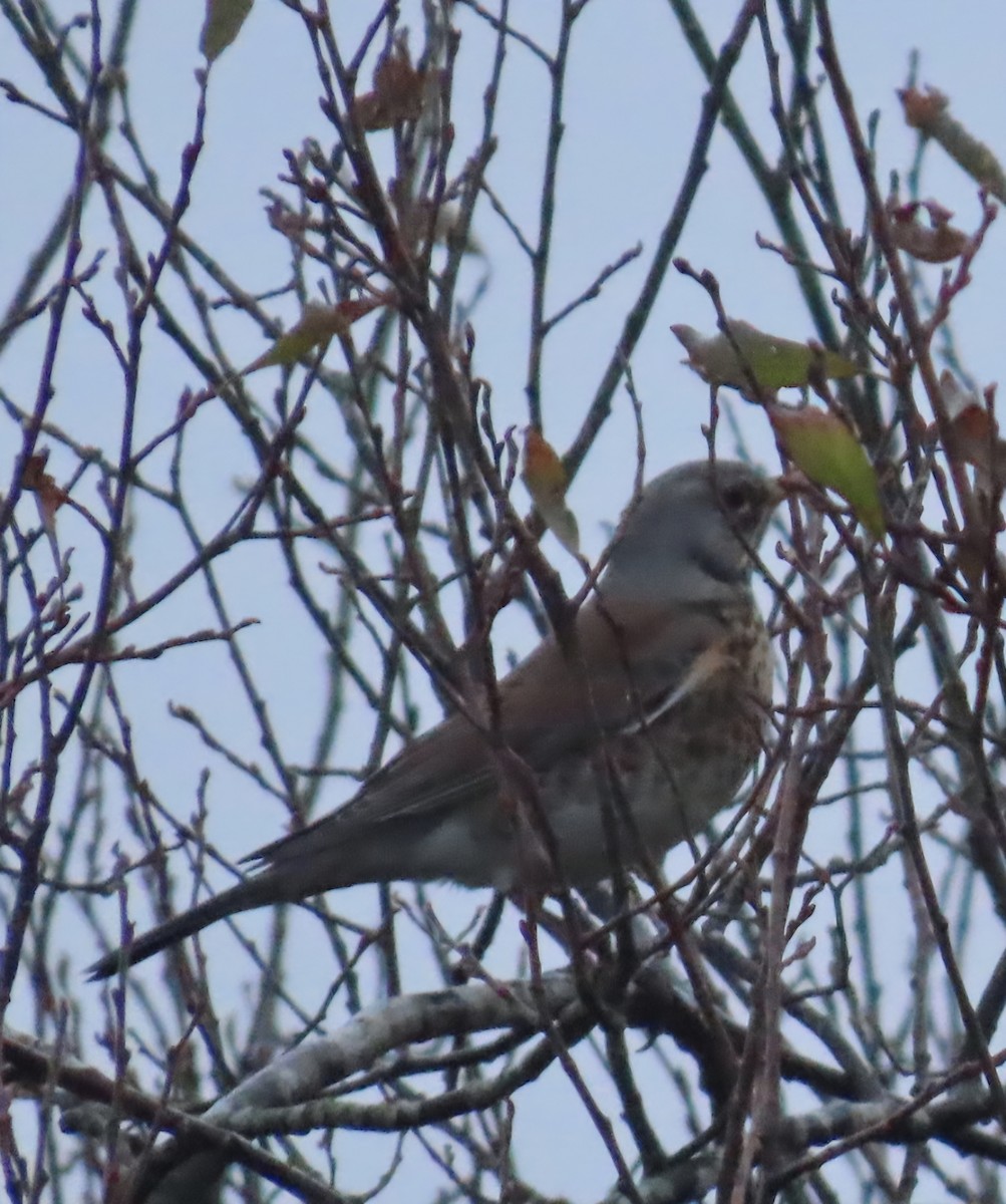 Fieldfare - ML645774800