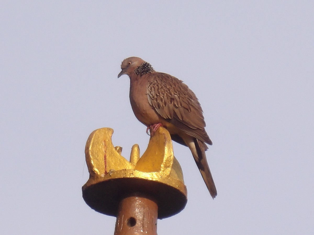 Spotted Dove - ML645774802