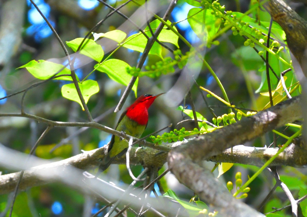 Karmesinnektarvogel - ML645774804