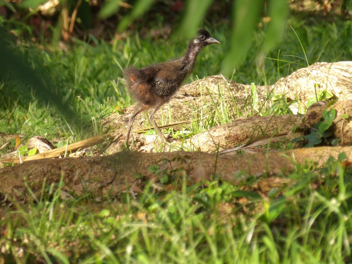 White-breasted Waterhen - ML645774806