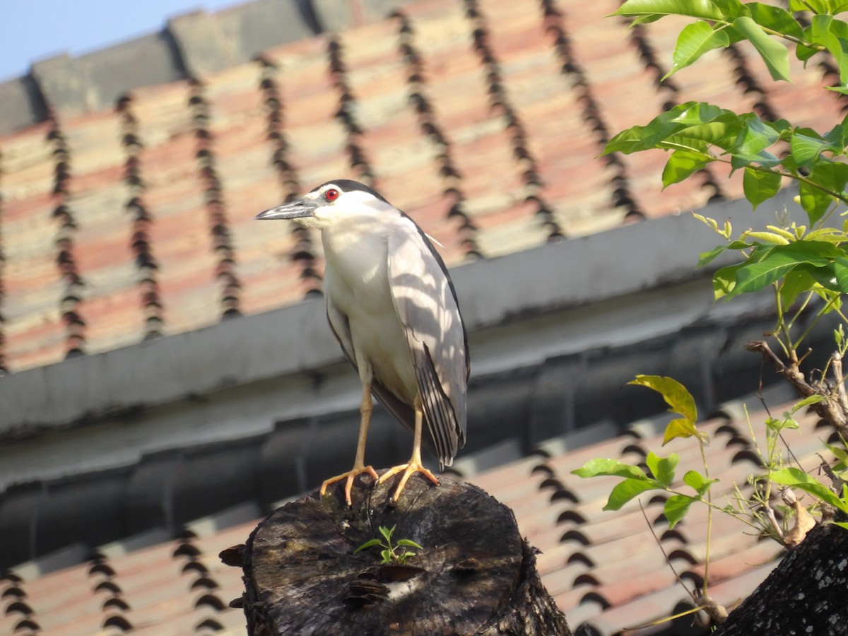 Black-crowned Night Heron - ML645774844