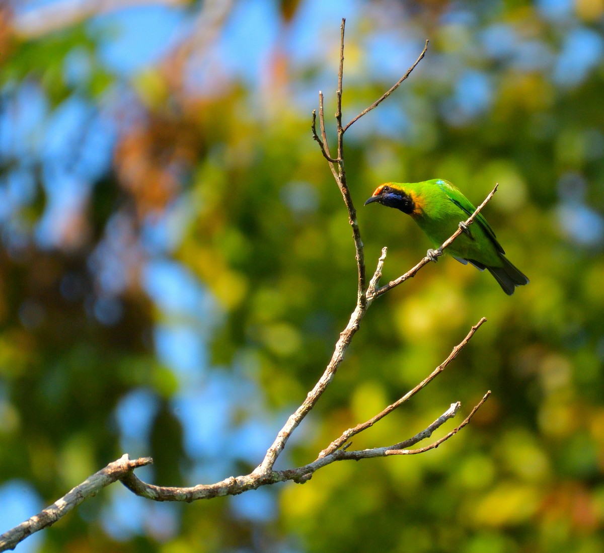 Золотолобая листовка - ML645774845