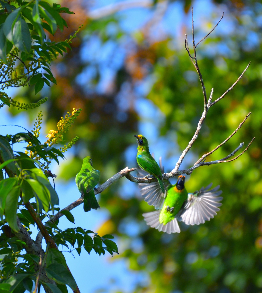 Золотолобая листовка - ML645774846