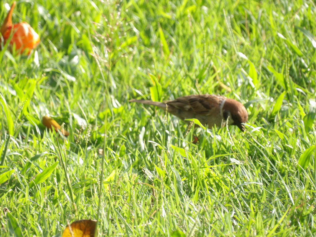 Eurasian Tree Sparrow - ML645774848
