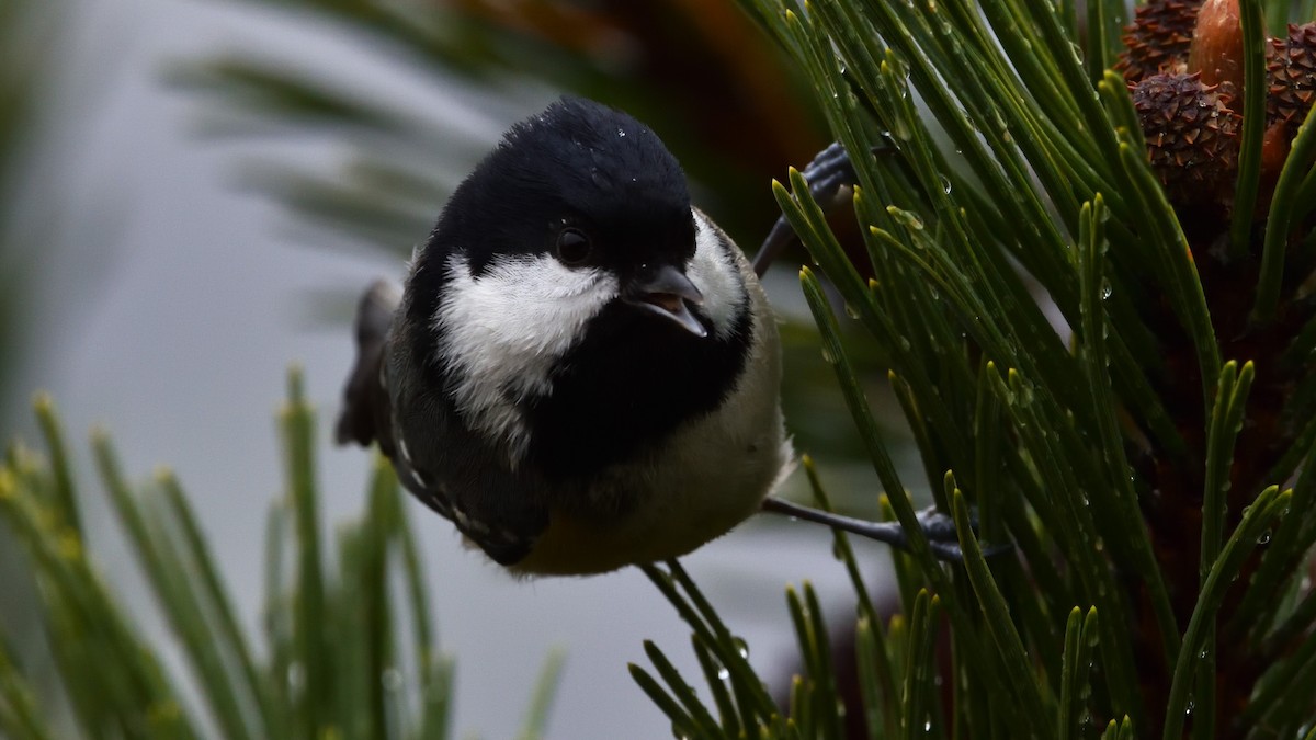 Coal Tit - ML645774851