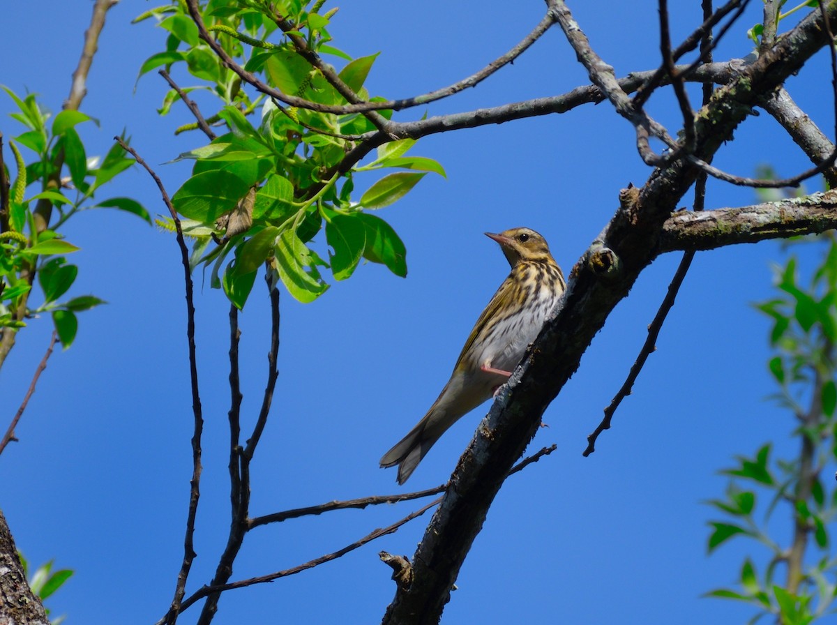 Olive-backed Pipit - ML645774852