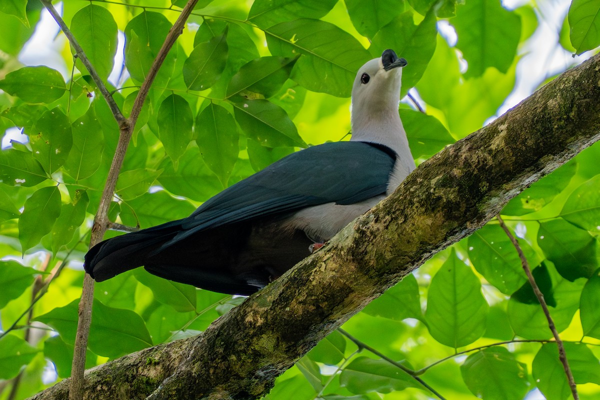 Pacific Imperial-Pigeon - ML645774854