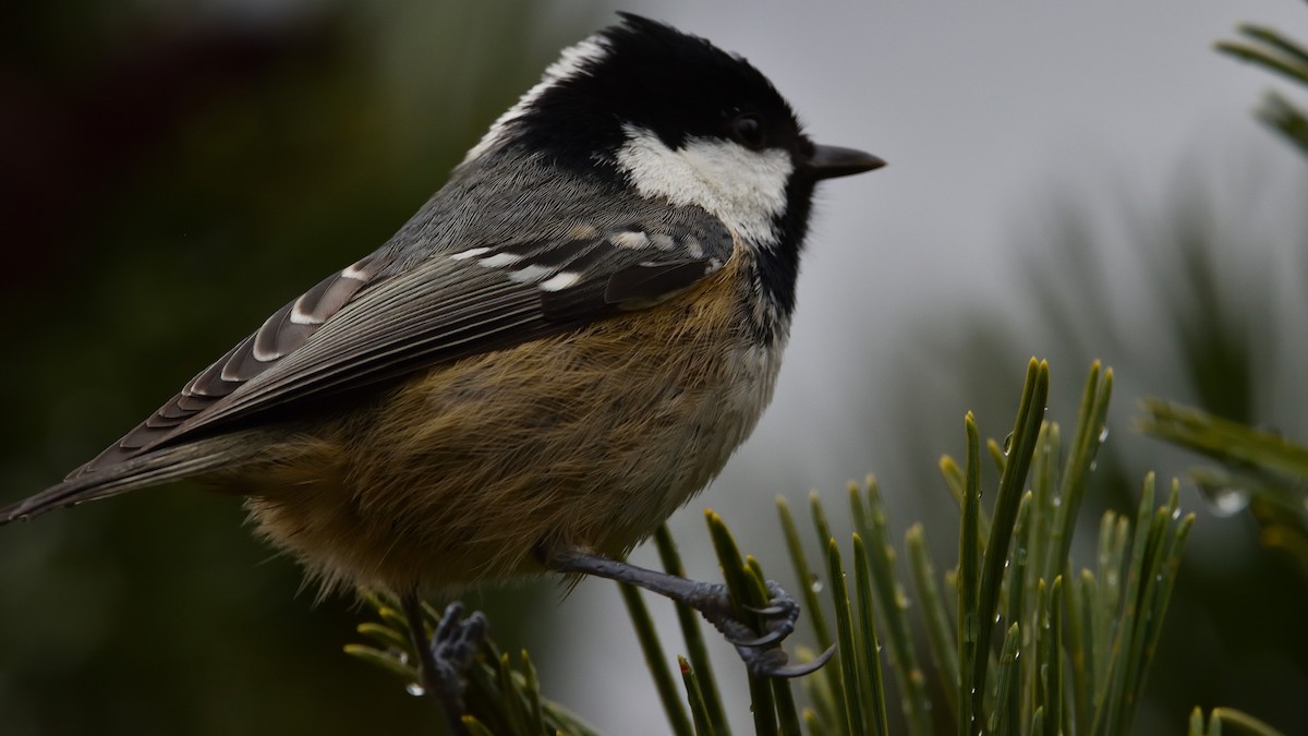 Coal Tit - ML645774855