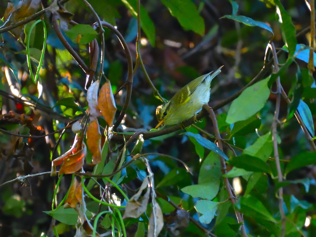 Blyth's Leaf Warbler - ML645774868