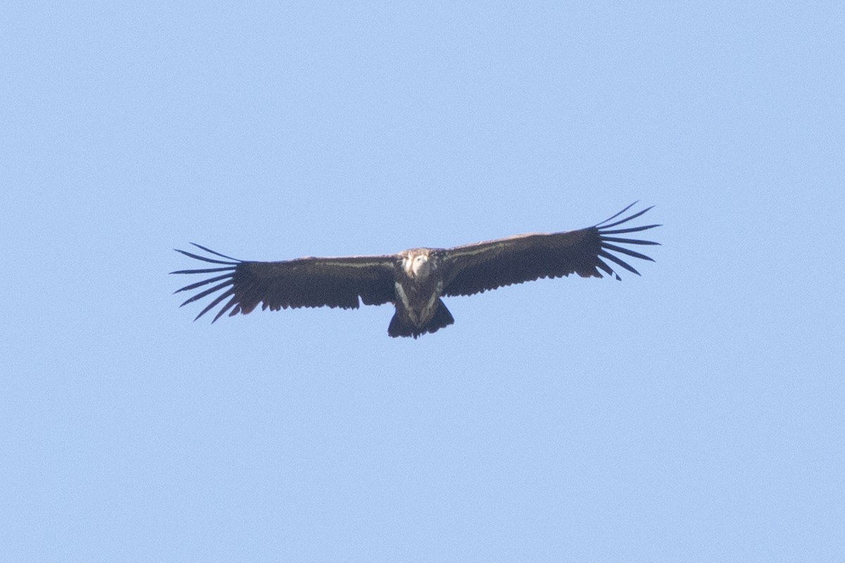 Himalayan Griffon - ML645774870