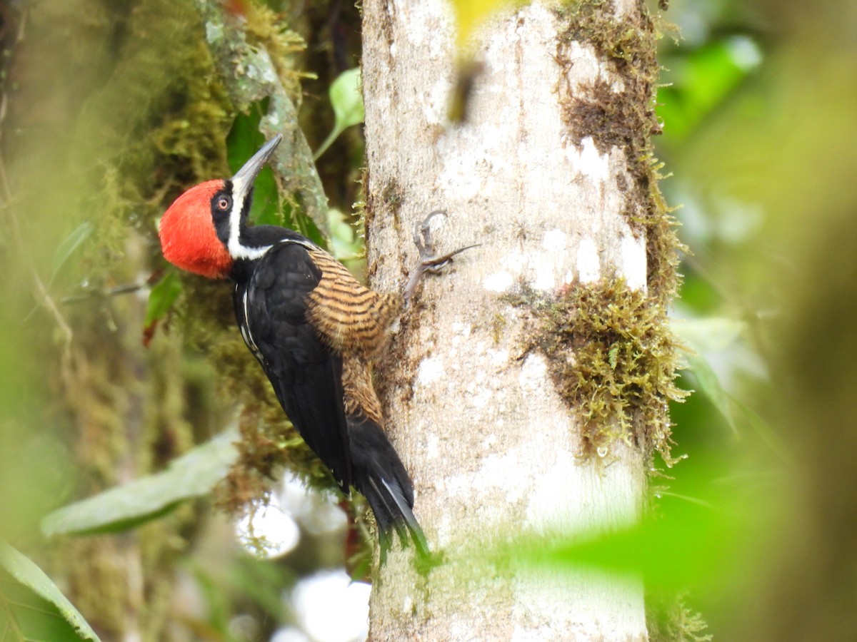 Рыжеполосый дятел - ML645774876