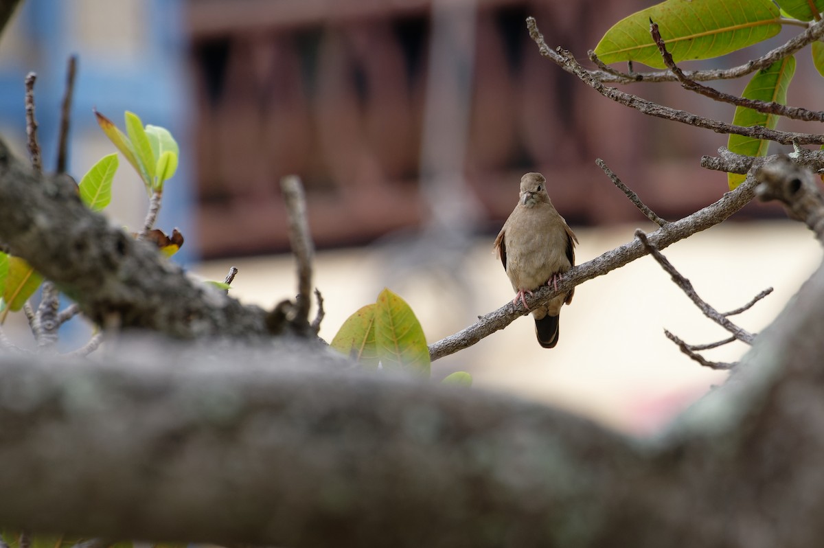 Plain-breasted Ground Dove - ML645774879