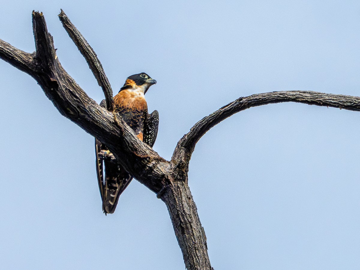 Orange-breasted Falcon - ML645774880
