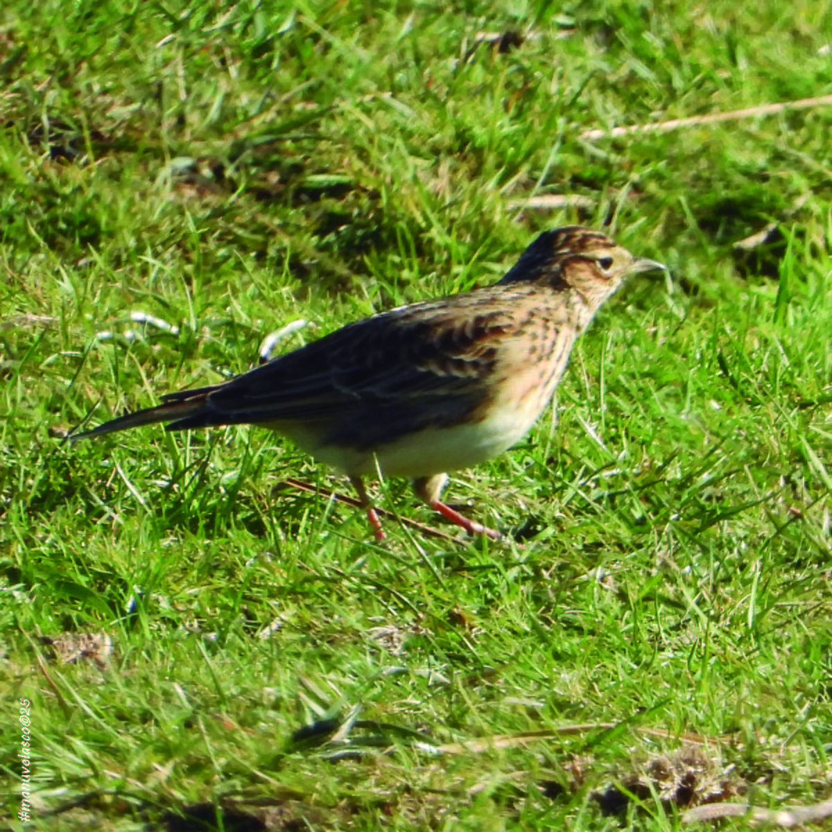 Боролзой болжмор - ML645774883