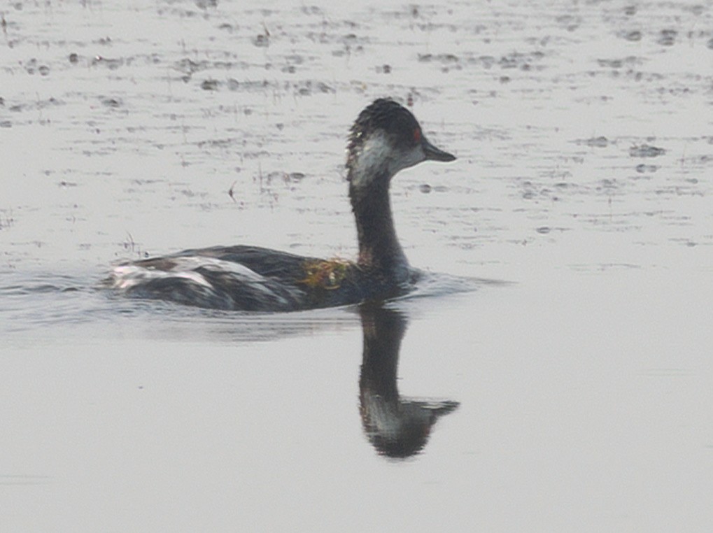 Eared Grebe - ML645774885