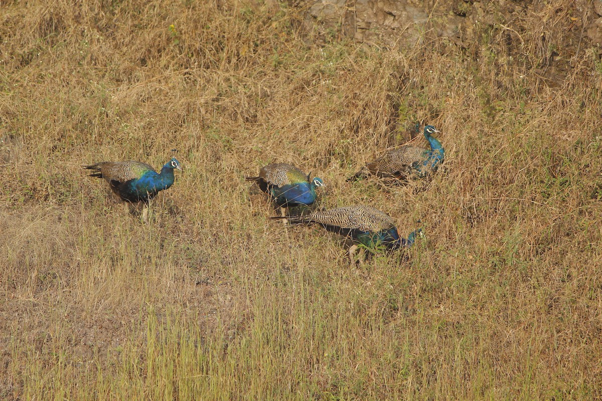 Indian Peafowl - ML645774892