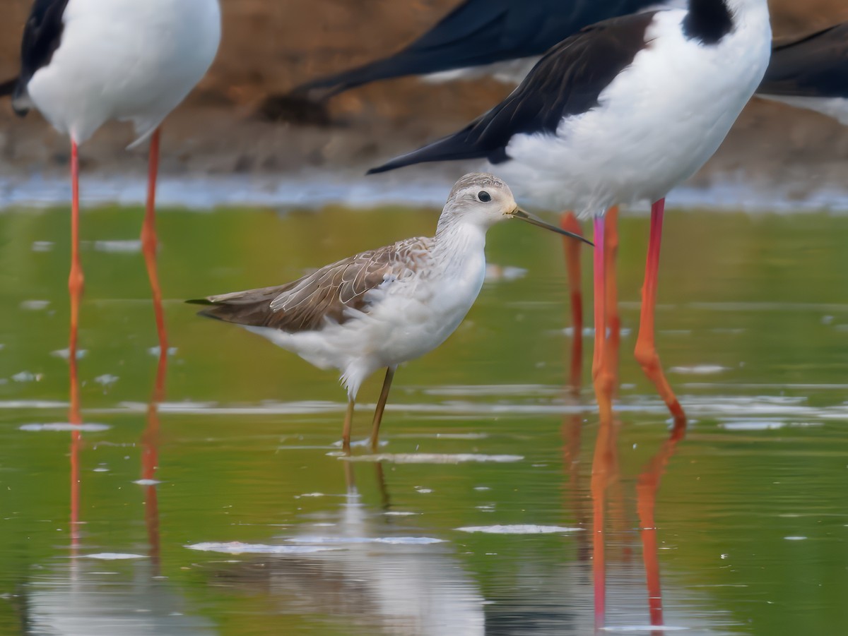 Marsh Sandpiper - ML645774907