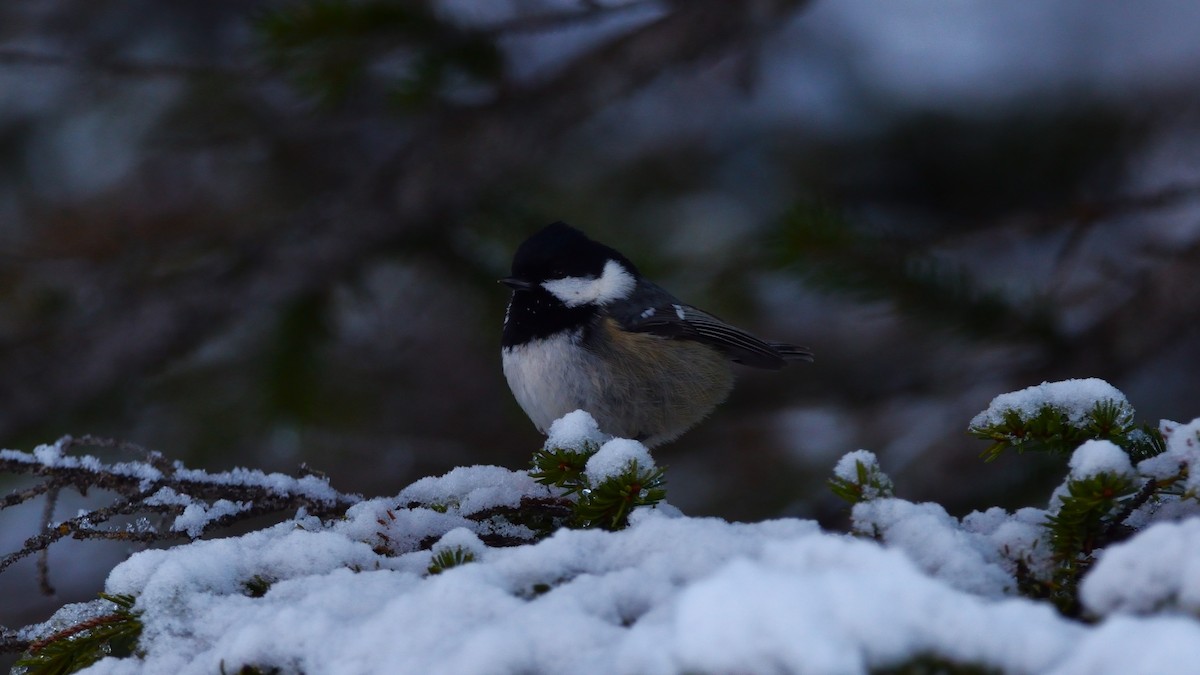 Coal Tit - ML645774912