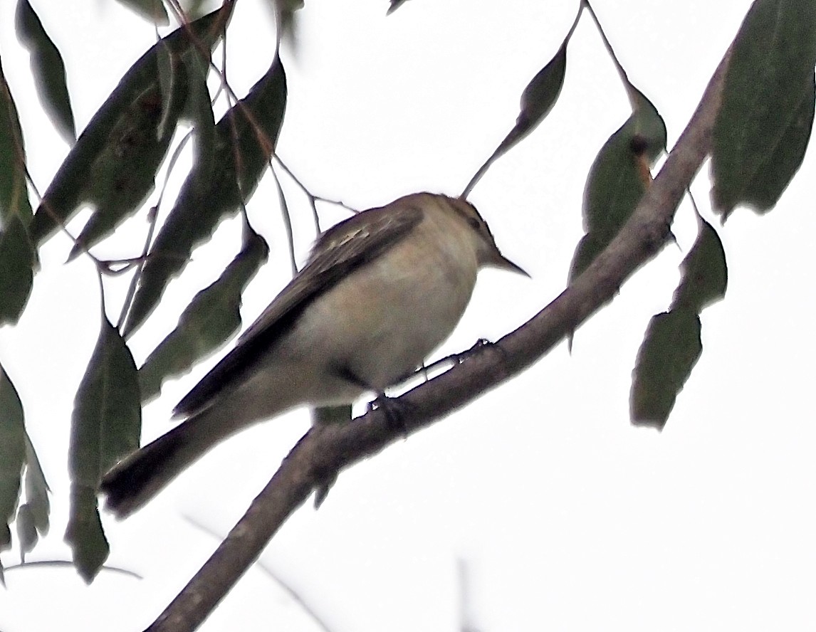 White-winged Triller - ML645774913