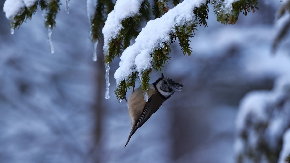 Crested Tit - ML645774914