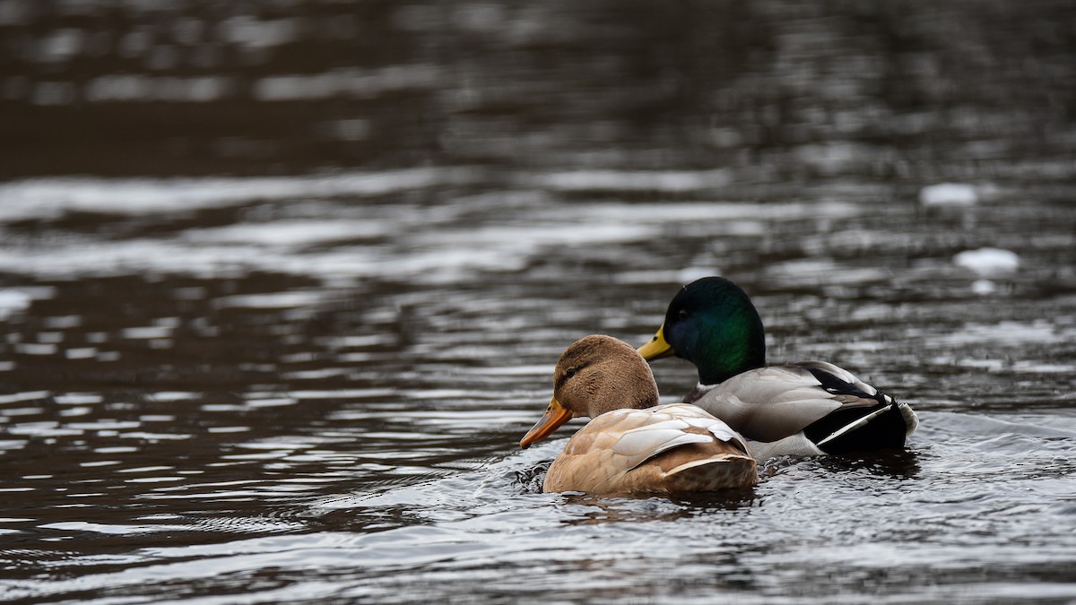 Mallard - ML645774915