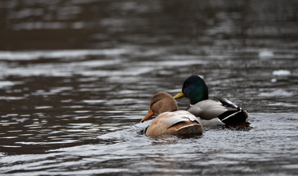 Mallard - ML645774916