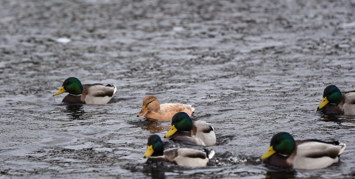 Mallard - ML645774917