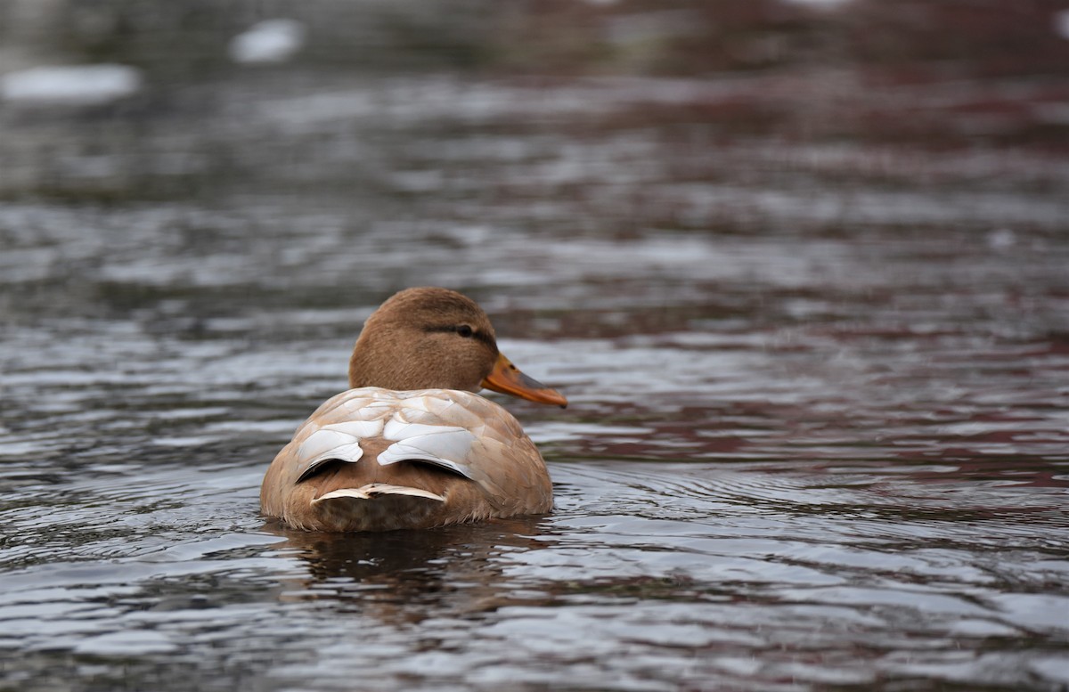 Mallard - ML645774918