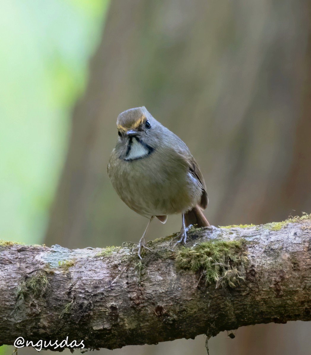 prydfluesnapper - ML645774920