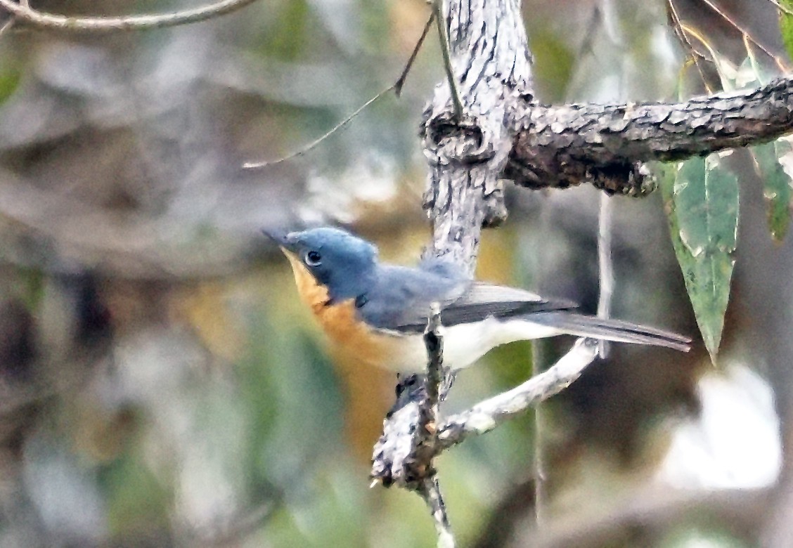 Leaden Flycatcher - ML645774924