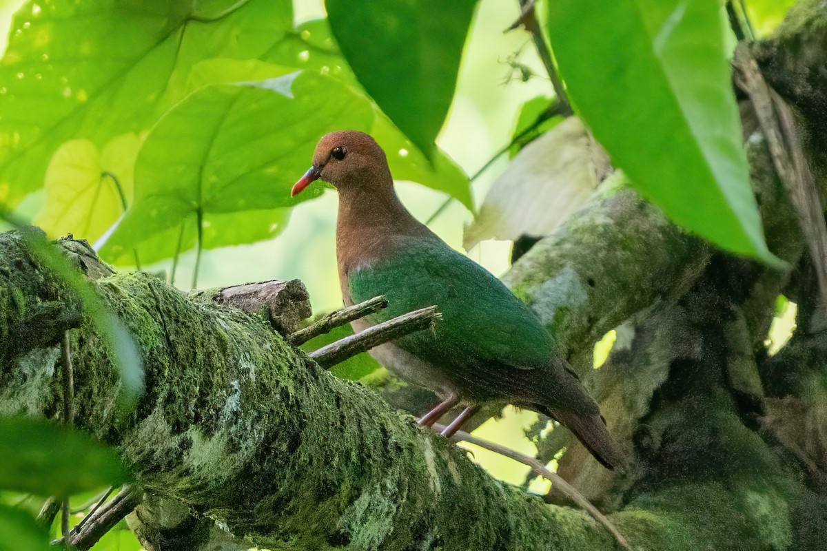 Pacific Emerald Dove - ML645774929