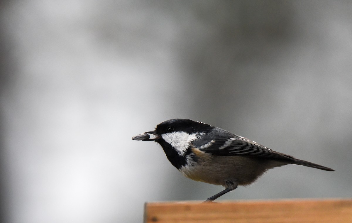 ירגזי שחור - ML645774932
