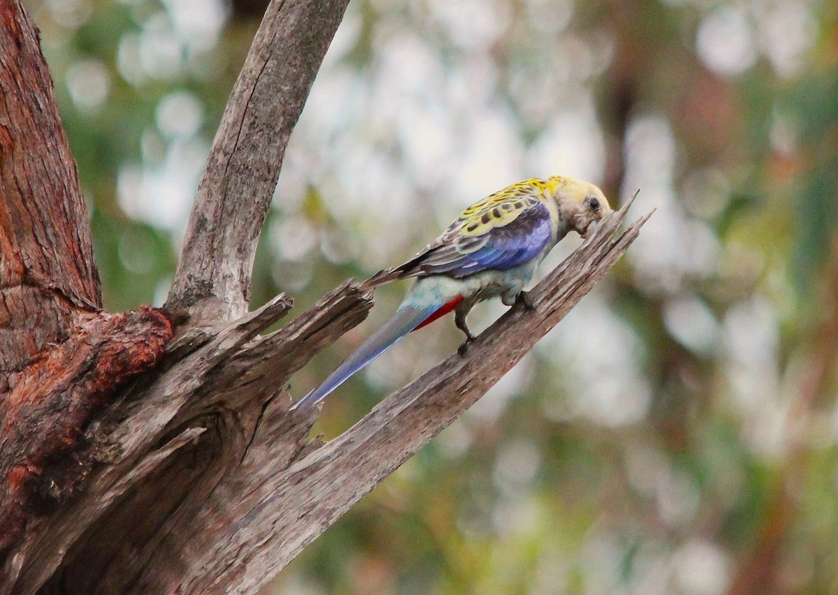 ホオアオサメクサインコ - ML645774933