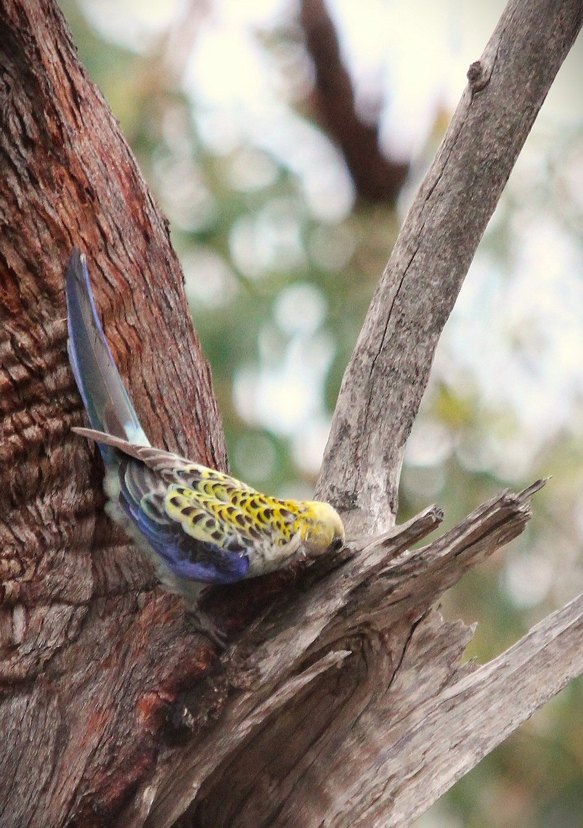ホオアオサメクサインコ - ML645774934