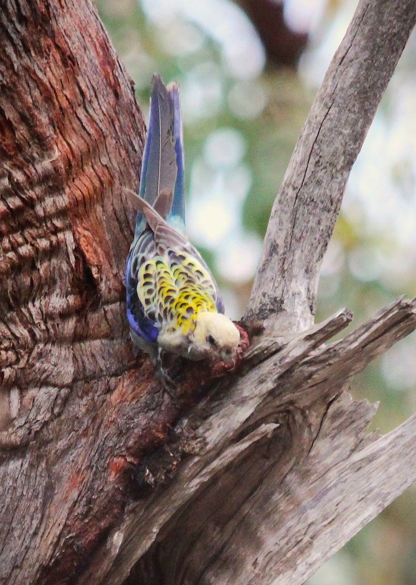 ホオアオサメクサインコ - ML645774936