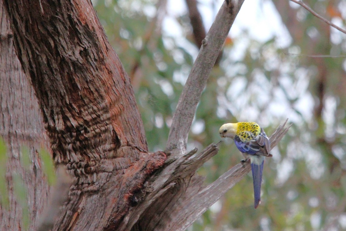 ホオアオサメクサインコ - ML645774937