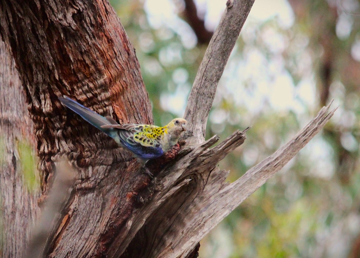 ホオアオサメクサインコ - ML645774939