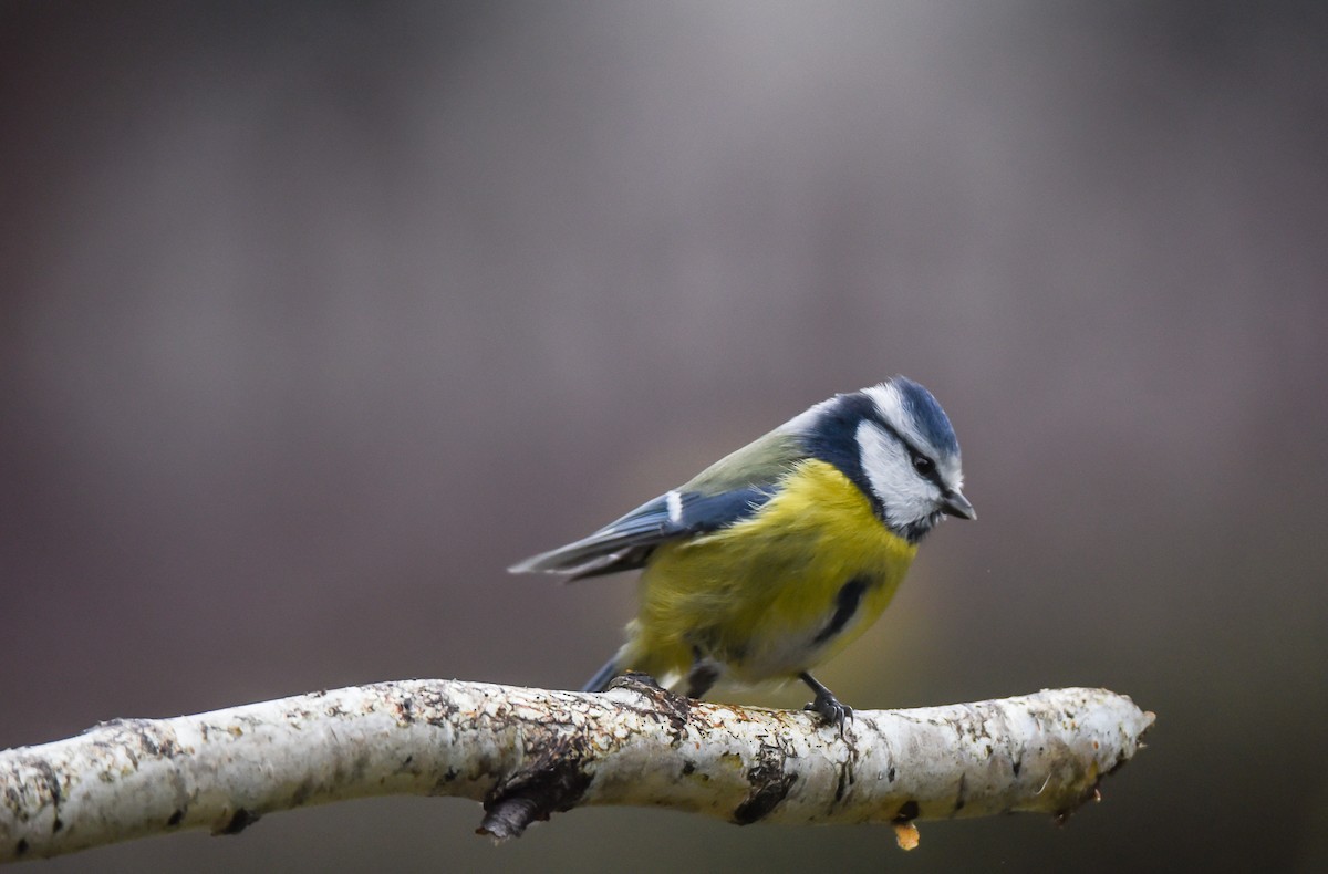 ירגזי כחול - ML645774943