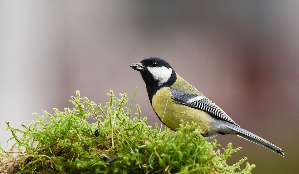 ירגזי מצוי - ML645774946