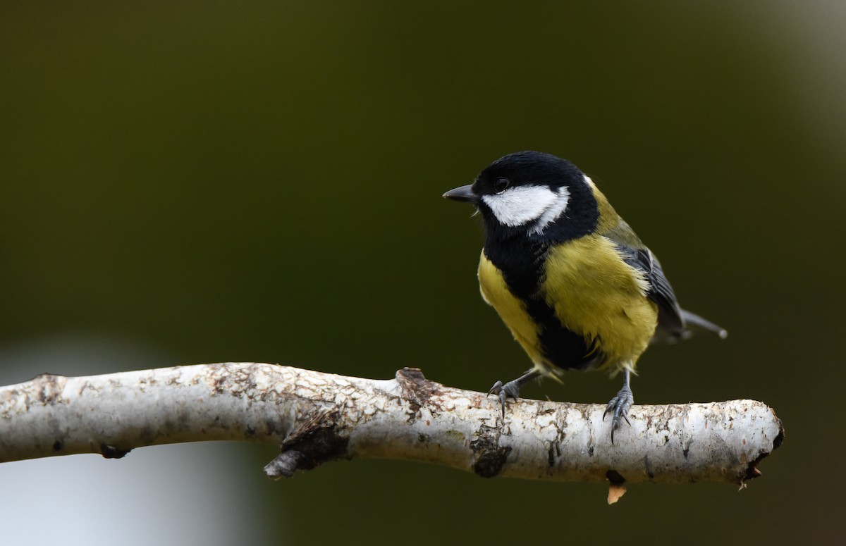 ירגזי מצוי - ML645774947