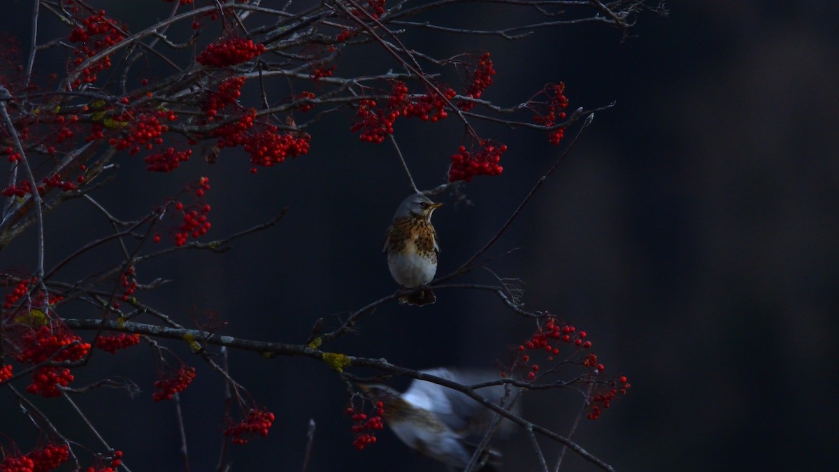 Fieldfare - ML645774948