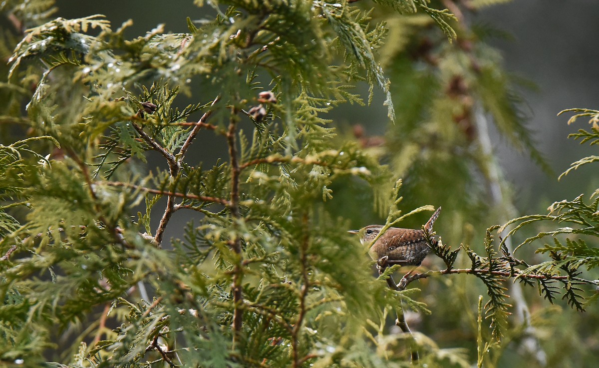 גדרון מובהק - ML645774951