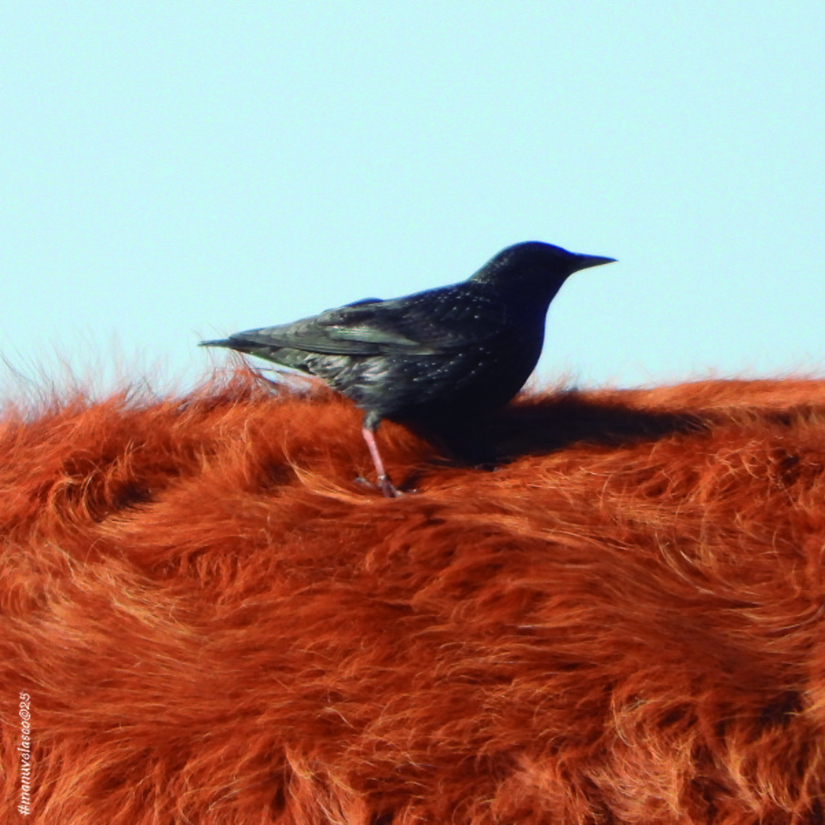 Einfarbstar - ML645774964