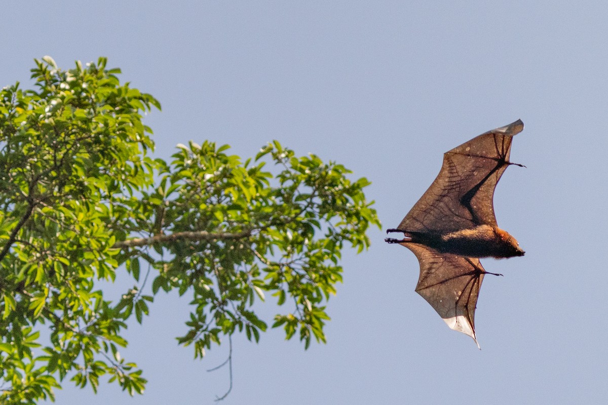 Animals - ML645774965