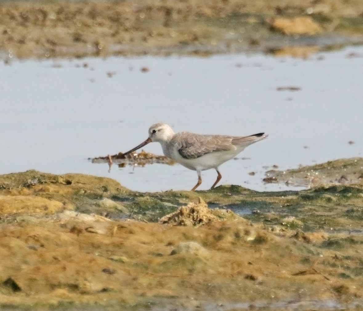 ביצנית אפורה - ML645774974