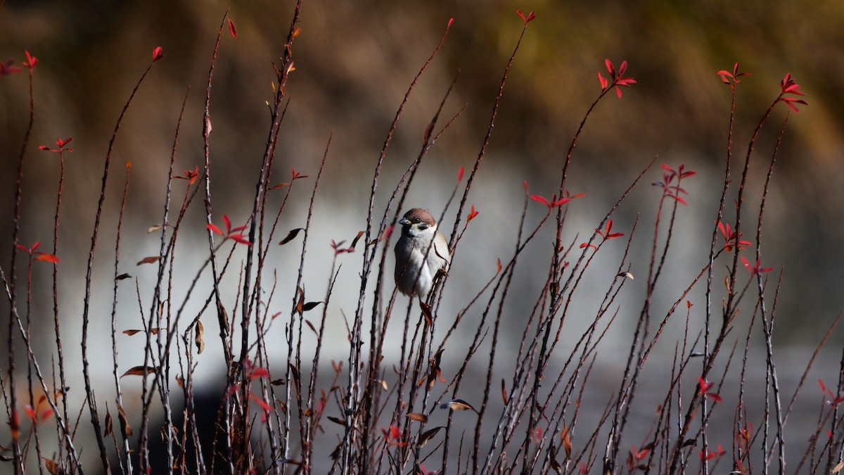 Eurasian Tree Sparrow - ML645774975