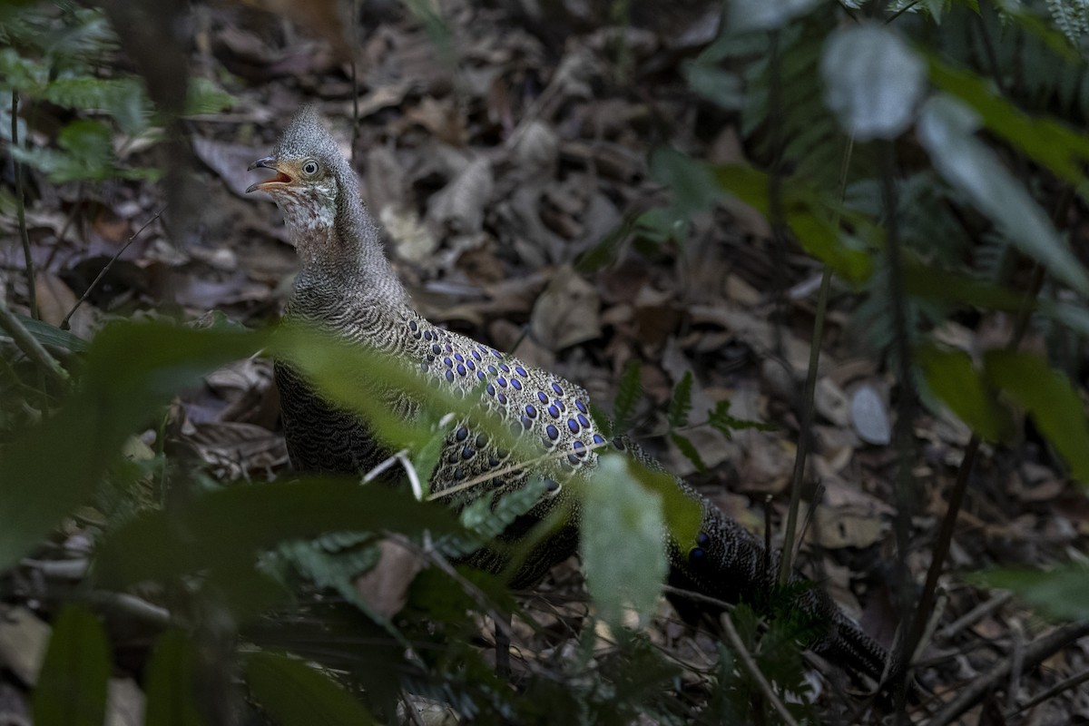 Indochina-Pfaufasan - ML645774987