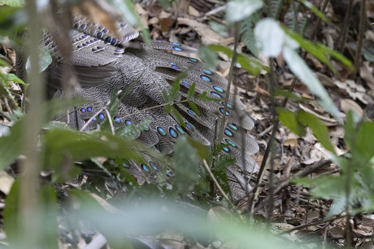 Indochina-Pfaufasan - ML645774989