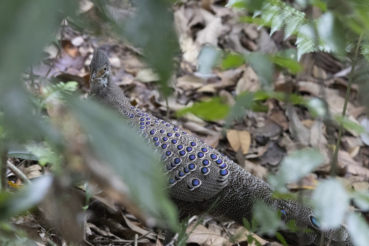 Indochina-Pfaufasan - ML645774990